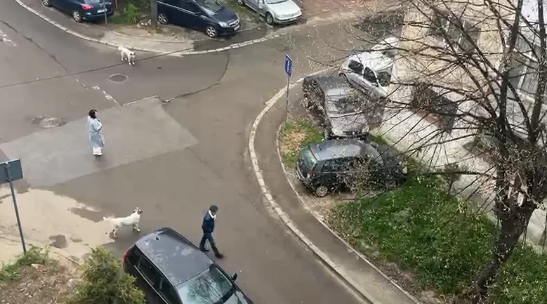 O nouă campanie de sterilizări va debuta la Suceava