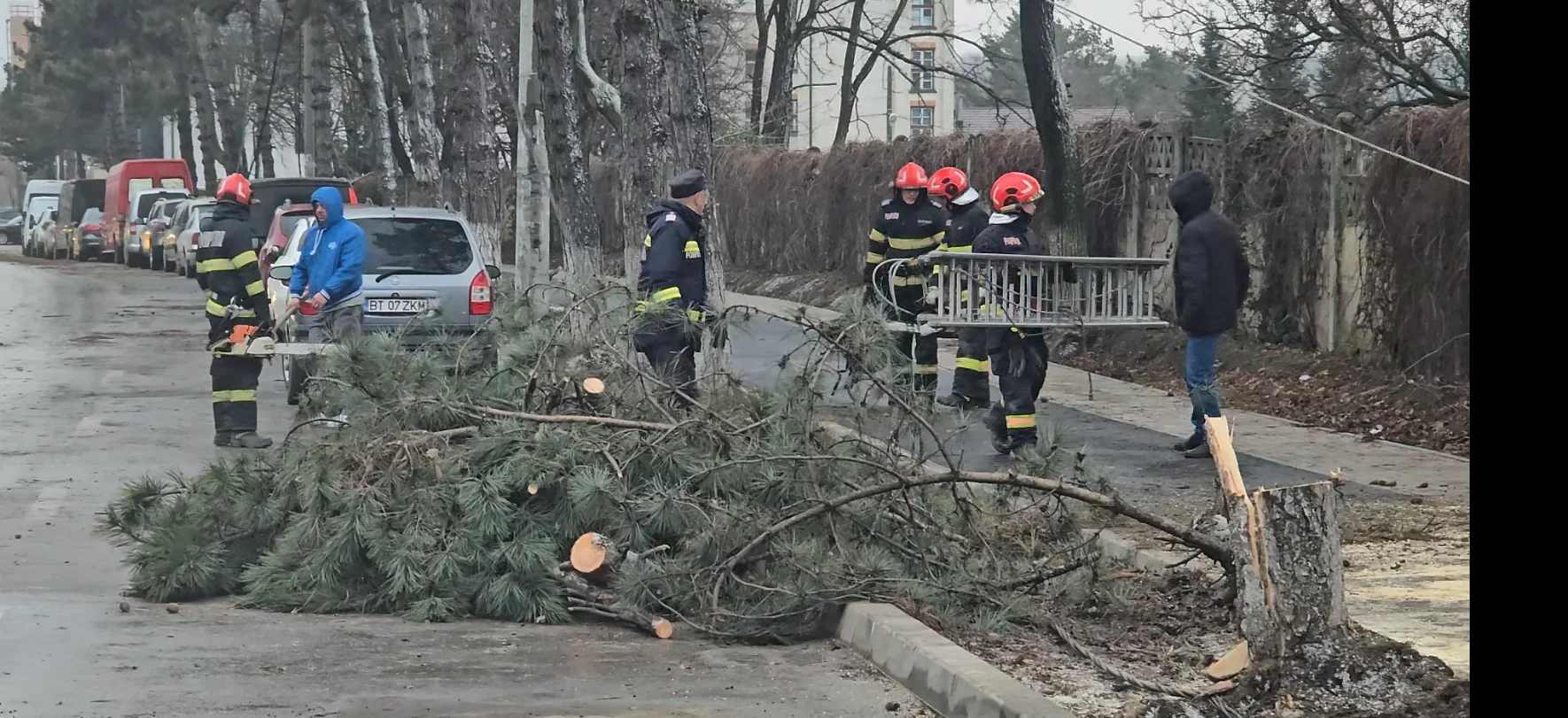 Copaci doborâți și stâlp avariați, în municipiul Botoșani