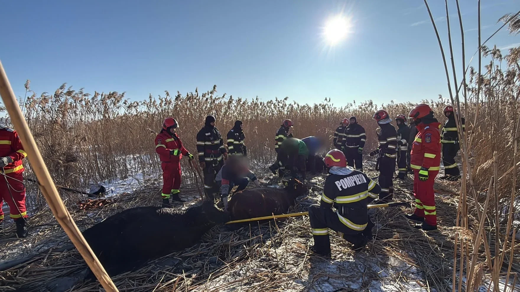 23 de vaci au căzut în iazul Pocoleni, iar pompierii intervin pentru salvarea acestora