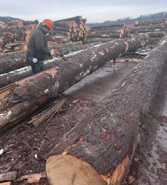 Infracțiuni în serie în domeniul silvic