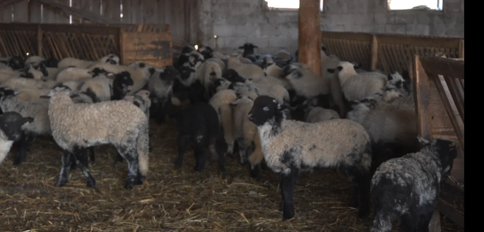 Tradiția Paștelui se păstrează cu ouă roșii și miei