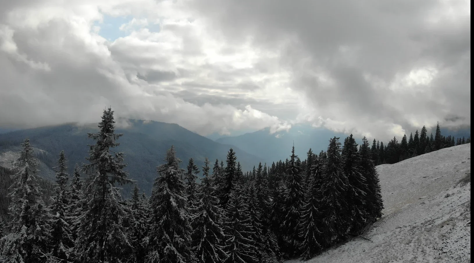 Campanie masivă de împăduriri în Suceava