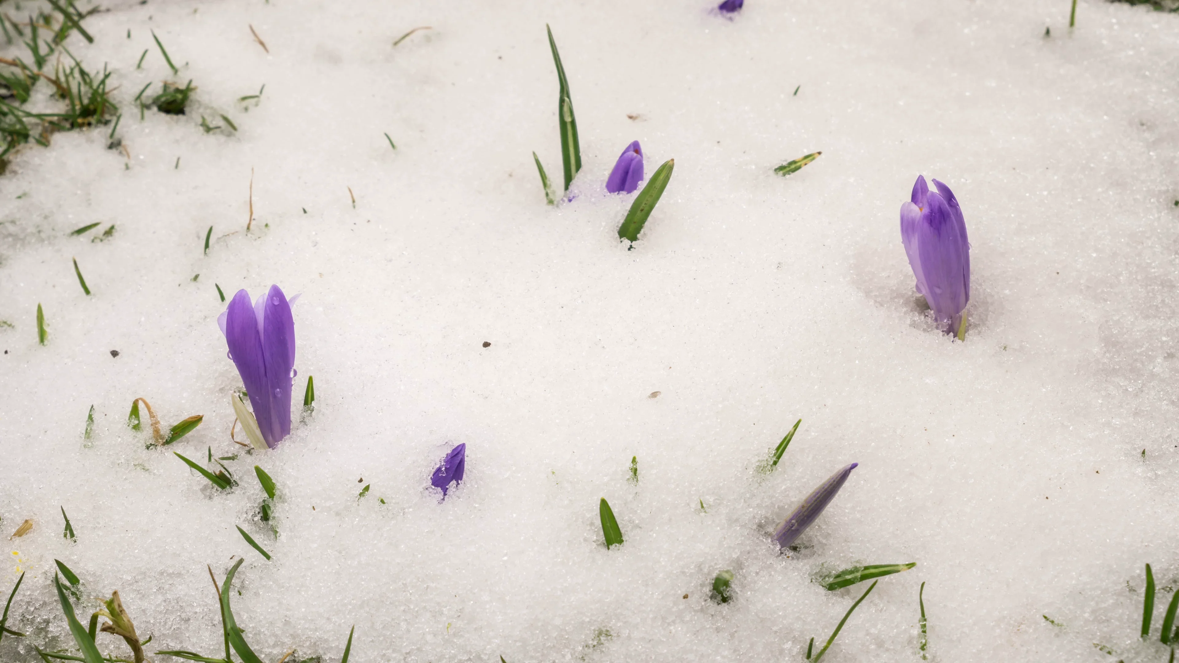 Oscilații de temperatură, la începutul lunii martie