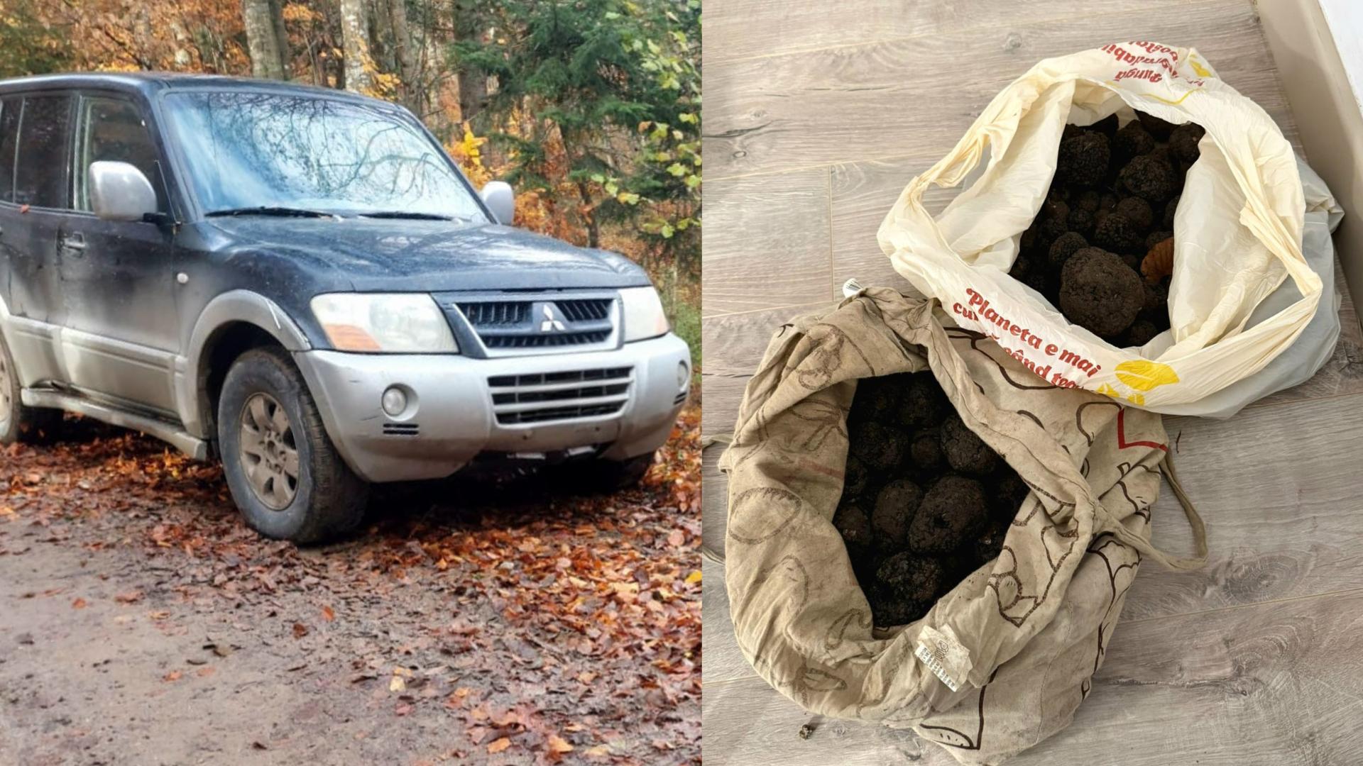 Prinși la trufe fără autorizație, doi bărbați din Bacău, amendați la Râșca